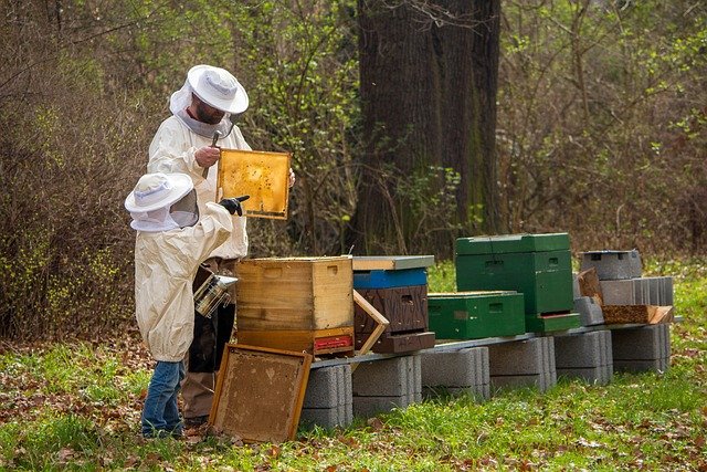 Agriculture Business Ideas - Beekeeping