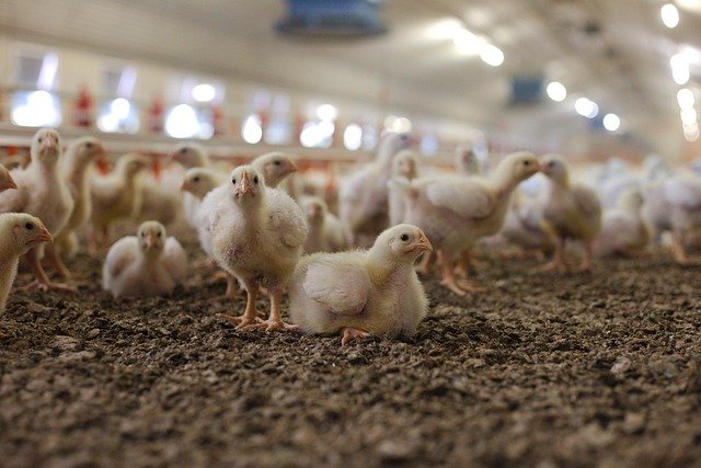 Poultry Farming