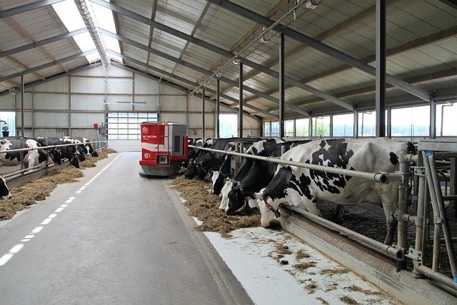 Agriculture Business Ideas - Dairy Farming