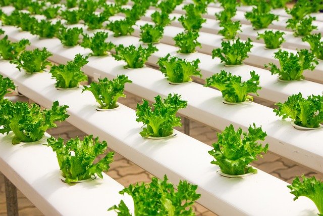 Hydroponics Store - Hydrophonics