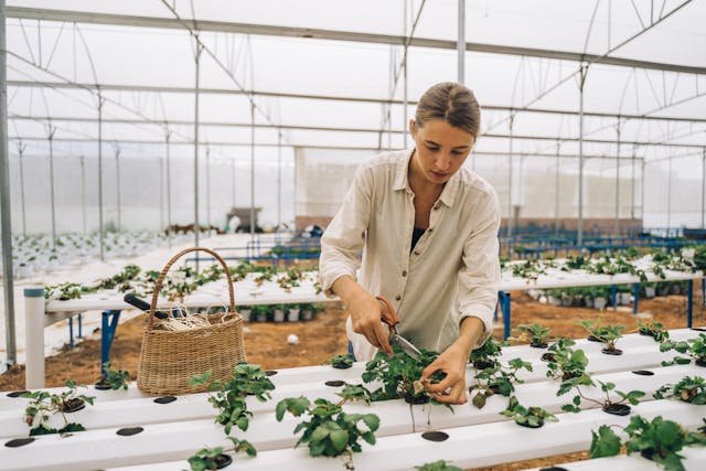 How to start hydroponics at home