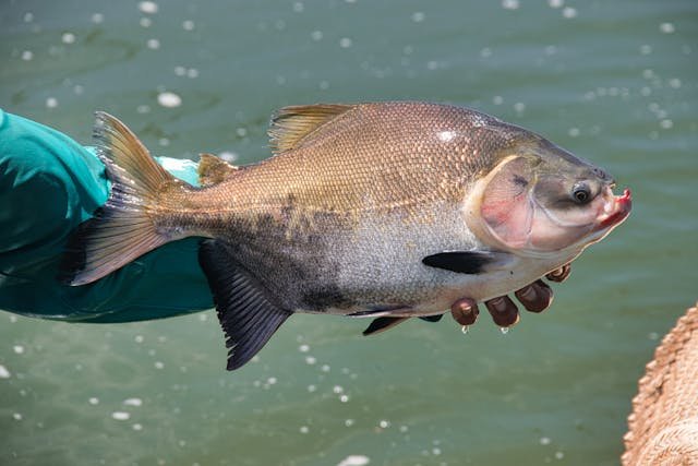 Agriculture Business Ideas - Fish Farming